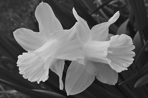 Angel trumpets -- monochrome daffodils in mid April, Connecticut