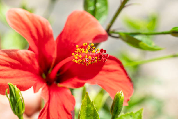 blooming wildflowers in nature