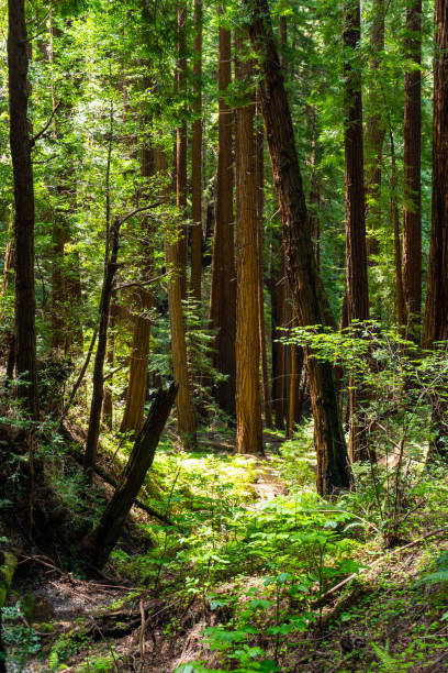 istock Views in Muir Woods National Monument 2149290033