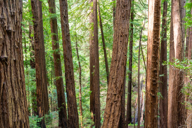 istock Views in Muir Woods National Monument 2149290075
