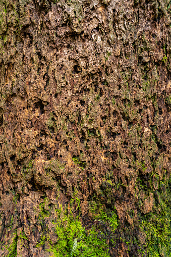 Close up picture of the rugged and thick tree bark, with moss growing on it, of the large Coastal Redwoods in Muir Woods National Monument.