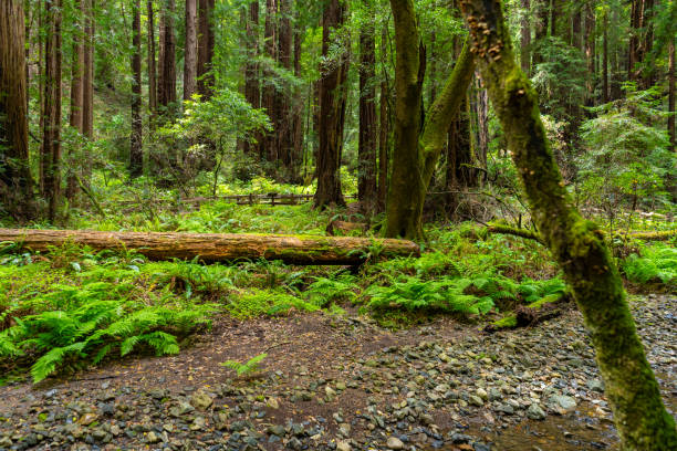 Views hiking inside in Muir Woods National Monument of the ferns, large coastal redwoods, moss, and tree canopy.