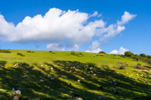 Sheep herd near Terchova, Mala Fatra, Slovakia