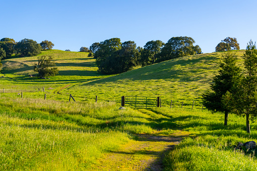 Picturesque morning in the rolling green grassy hills of Sonoma County, California.
