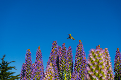 Hummingbird flying around a large Pride of Madeira plant blossoming in spring in Petaluma, California.
