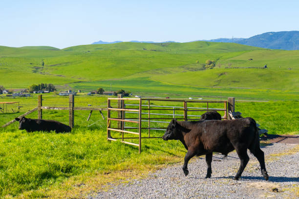 istock Cows in the Countryside of Petaluma 2149291374