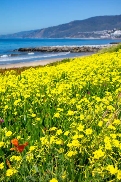 istock Wildflowers on the California Coast 2149291550