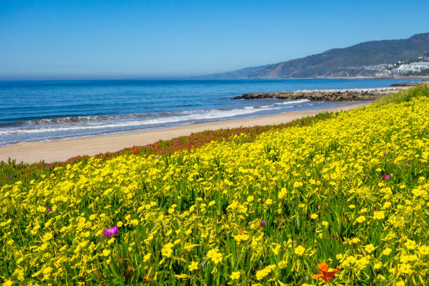 istock Wildflowers on the California Coast 2149291562