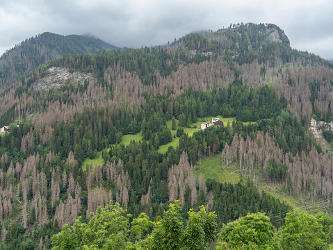 Woods destroyed by the European spruce bark beetle, whose scientific name is Ips typographus, the beetle that is ravaging the forests. Italian Alps