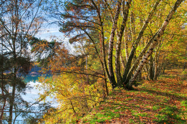 istock Autumn forest by the lake 2149291957