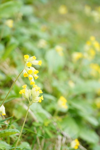 istock Vertical closeup of horizontal yellow cowslips in spring. 2149292128