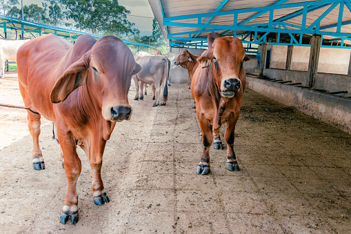breeding males of red Brahman breed looking at camera in stable