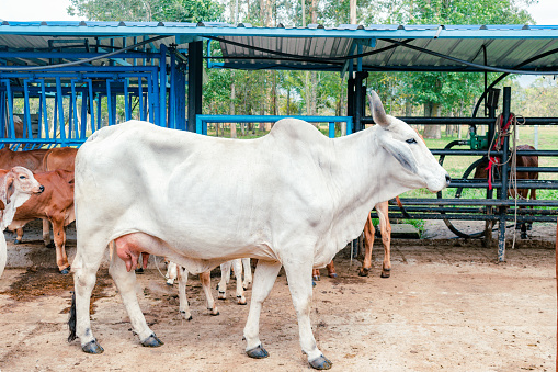 side view of zebu breed cow in the stable