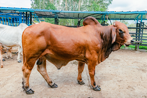 side view of breeding bull of red Brahman breed in a stable
