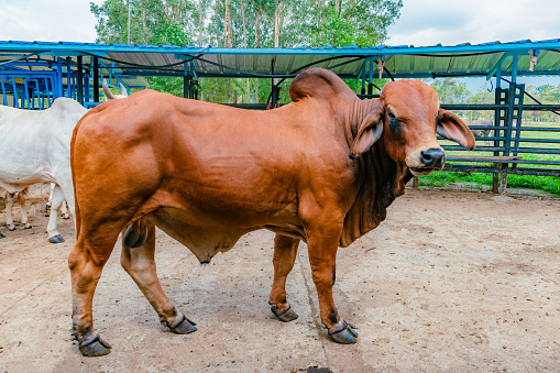 side view of breeding bull of red Brahman breed in a stable