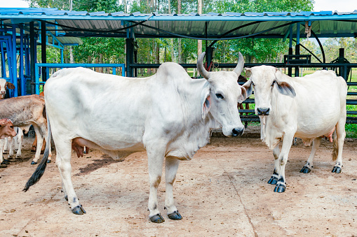 side view of two zebu breed cows in the stable