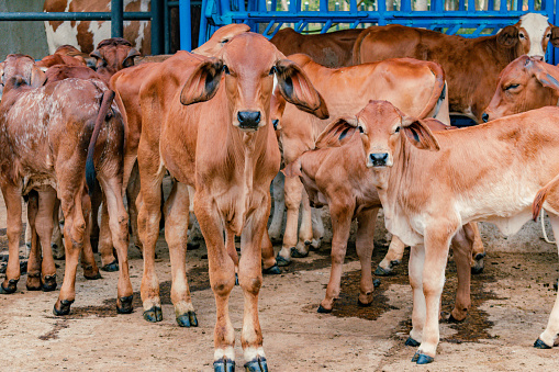 red Brahman calves looking at camera in the middle of the herd