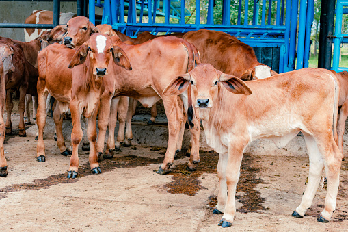 red Brahman calves looking at camera in the middle of the herd