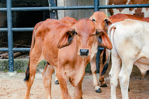 red brahman breed calf in close-up in the middle of the herd