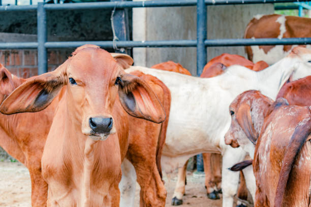 istock red brahman breed calf in closeup 2149292266