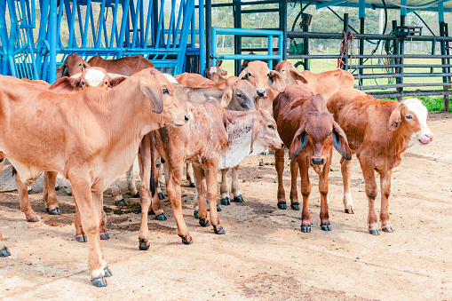 group of red brahman calves looking at camera in a stable