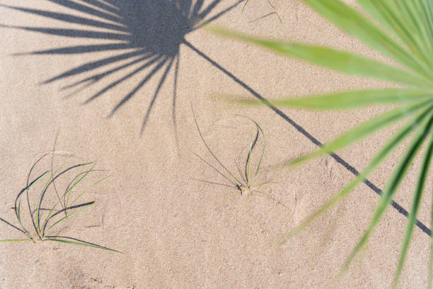 istock Top view composition of palm leaf in foreground casting shadow on wild beach sand in Mediterranean sea. Summer concept 2149292320