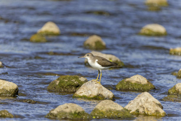 Spotted Sandpiper (Actitis macularius) on the river Natural scene from Manitowoc river in Wisconsin green sandpiper tringa ochropus stock pictures, royalty-free photos & images