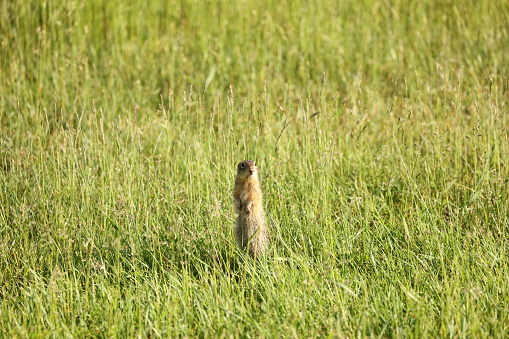 A series of Thirteen-Lined Ground Squirrel\n photographs from different places and from different time periods