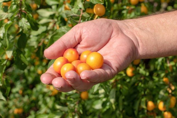 istock Man holds a ripe yellow cherry plum in his hand . Harvests 2149294006