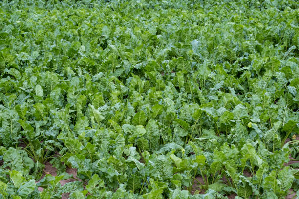 istock Fodder beet close-up on the field. Crop and farming. Beet plants in field. 2149294029