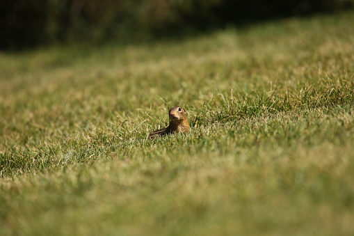A series of Thirteen-Lined Ground Squirrel
 photographs from different places and from different time periods