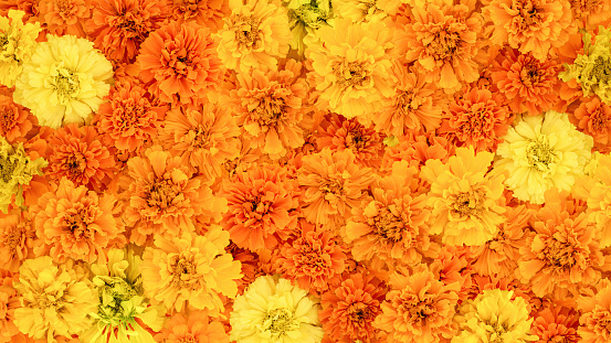 Mexican Marigold flowers are a solid background. Autumn composition. Background for the Day of the Dead.