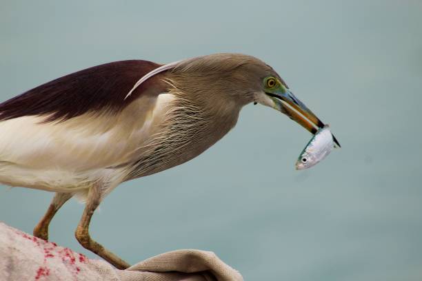istock Ardeola grayii (Indian pond heron) in mangrove forest, Hara forest in Qeshm Island, Iran 2149294441