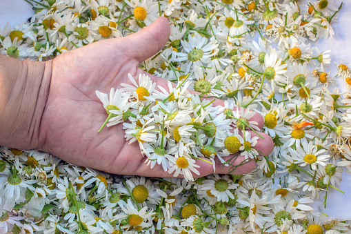 Chamomile flowers in the palm of your hand. Matricaria chamomilla. Top view.