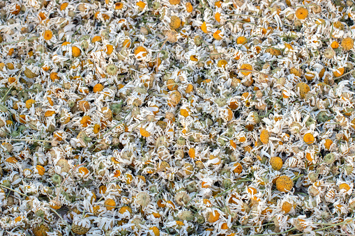 Dried chamomile flowers. Matricaria chamomilla. Solid background. Top view.