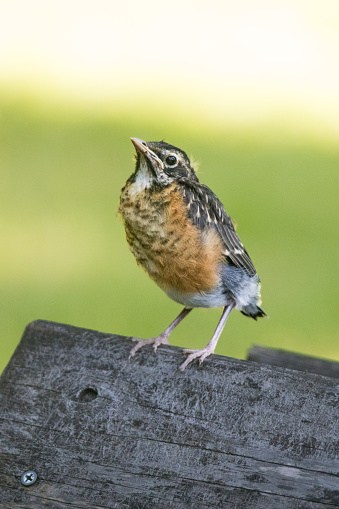 Young fledgling robin on a perch outdoors
