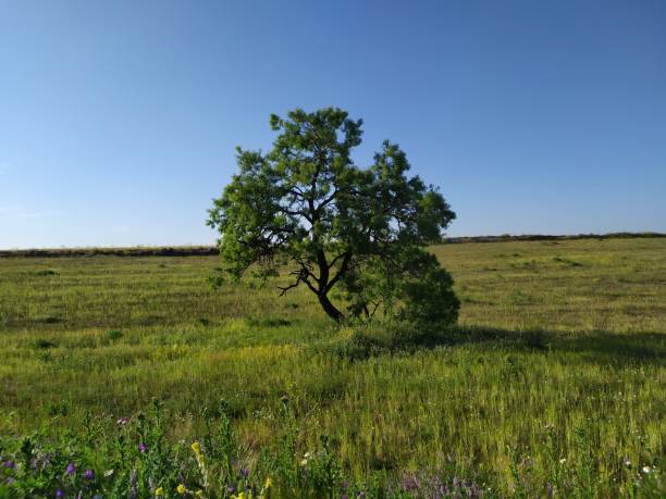istock Beautiful tree situated in the middle of the countryside. 2149297332