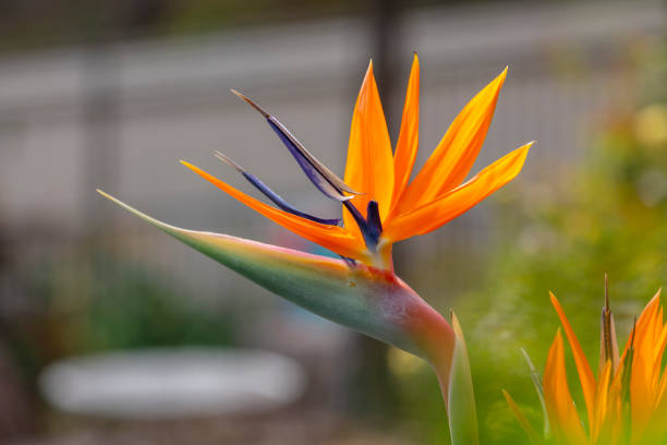 Photograph of a blooming orange Strelitzia flower in a domestic garden. Also known as a Bird of Paradise plant as it resembles the head of a brightly coloured bird in South Africa.