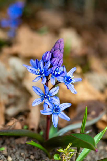 Scilla bifolia - the alpine squillor two-leaf squill, is a herbaceous perennial plant growing from an underground bulb, Ukraine