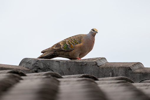 Photograph of a Bronze Wing Pigeon standing on a tiled roof in the Blue Mountains in New South Wales in Australia