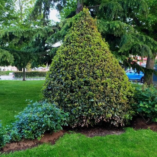 istock Beautiful bushes adorning a walk. 2149297491