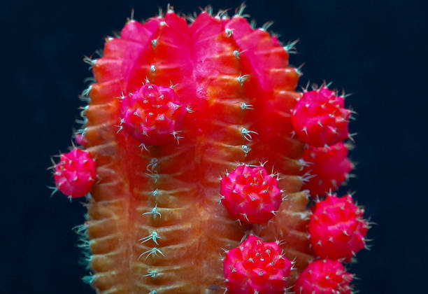 Gymnocalycium mihanovichii var. friedrichii rubrum form, a chlorophyll-free form of cactus grafted onto another species of cactus