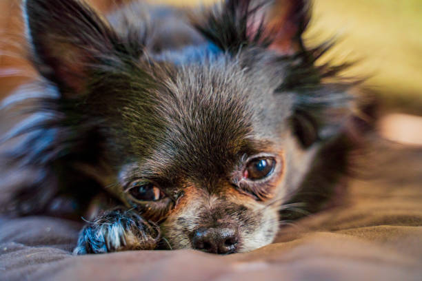 istock beautiful  chihuahua dog 2149297956