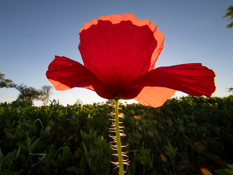 Umbria, Italia:
Poppy in backlight