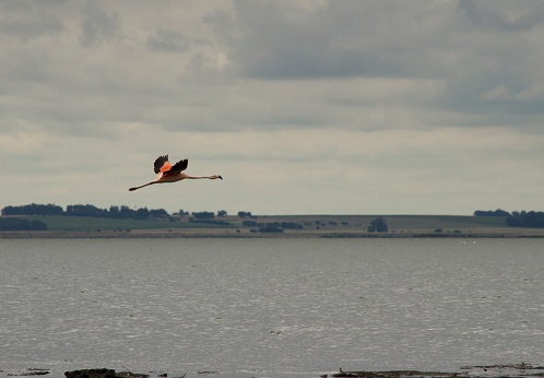 a flamingo flying in epecuen, with pink and black als