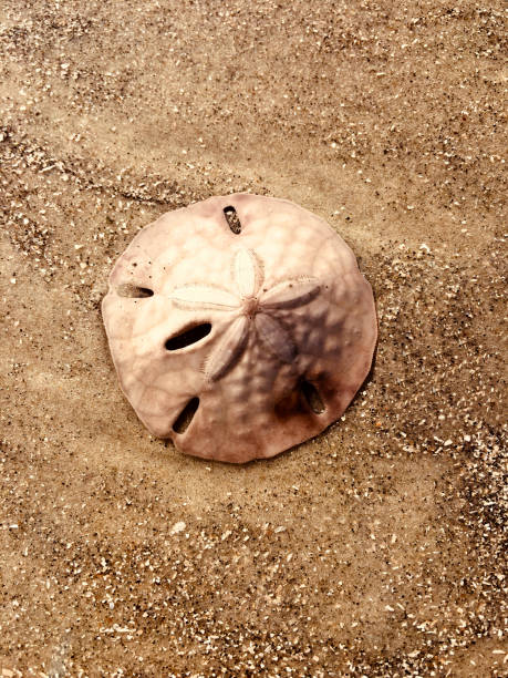 Sand Dollar on a pristine beach in Jekyll Island, Georgia
