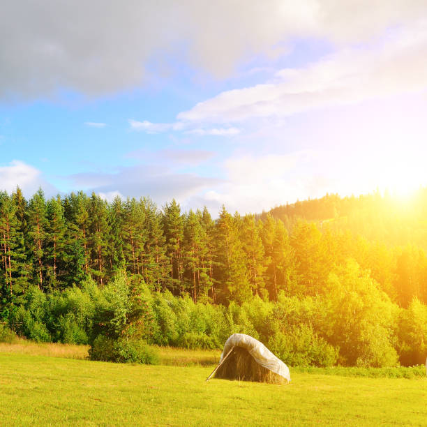 Mountain meadows, haystacks and sun. Carpathians, Ukraine.