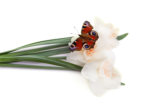 Butterfly on flower isolated on a white background.