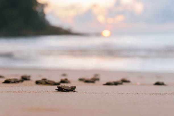 Baby turtles move towards the ocean after hatching during sunset in Costa Rica at a turtle conservation project named Rascarey.