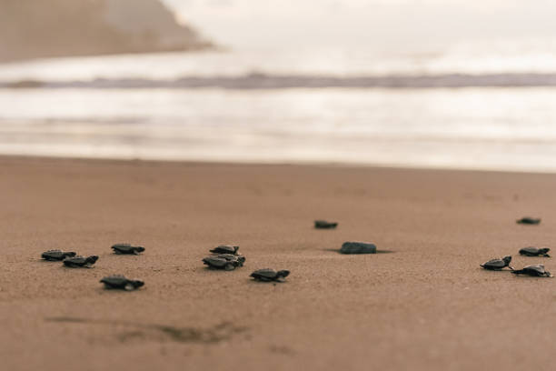 istock Baby turtles crawling to the ocean after hatching 2149300452